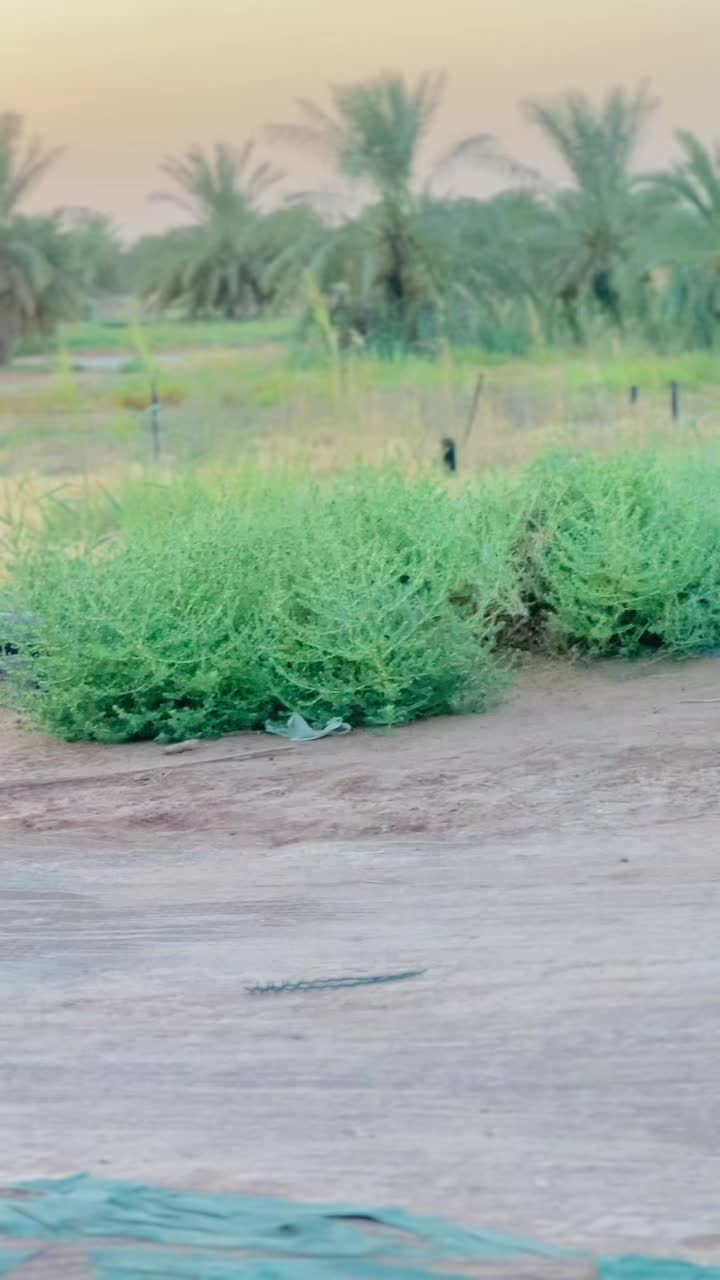 @سردار جیدی جندانی