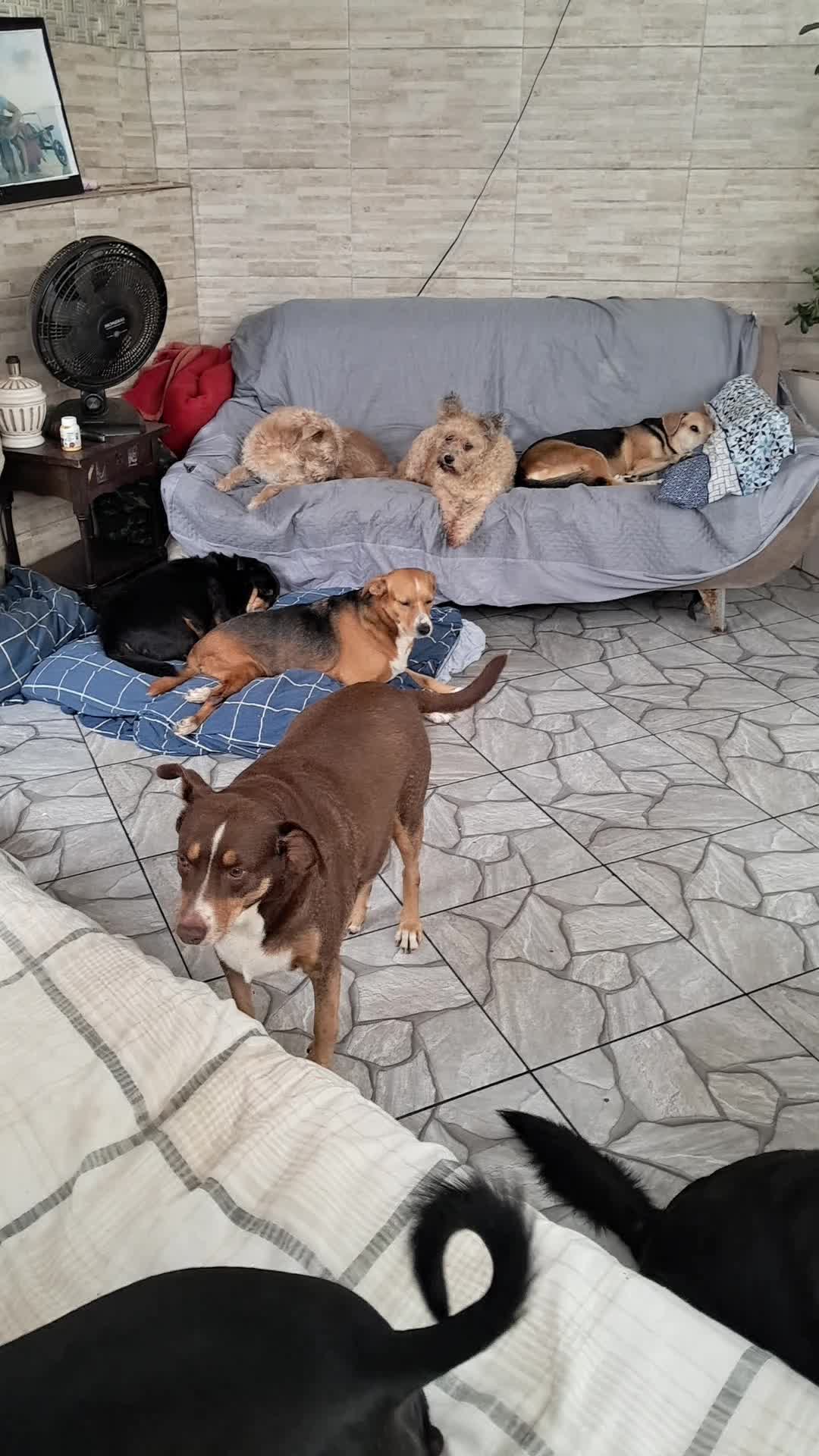 @Ismael e sua AuAuCreche 🐶💖
