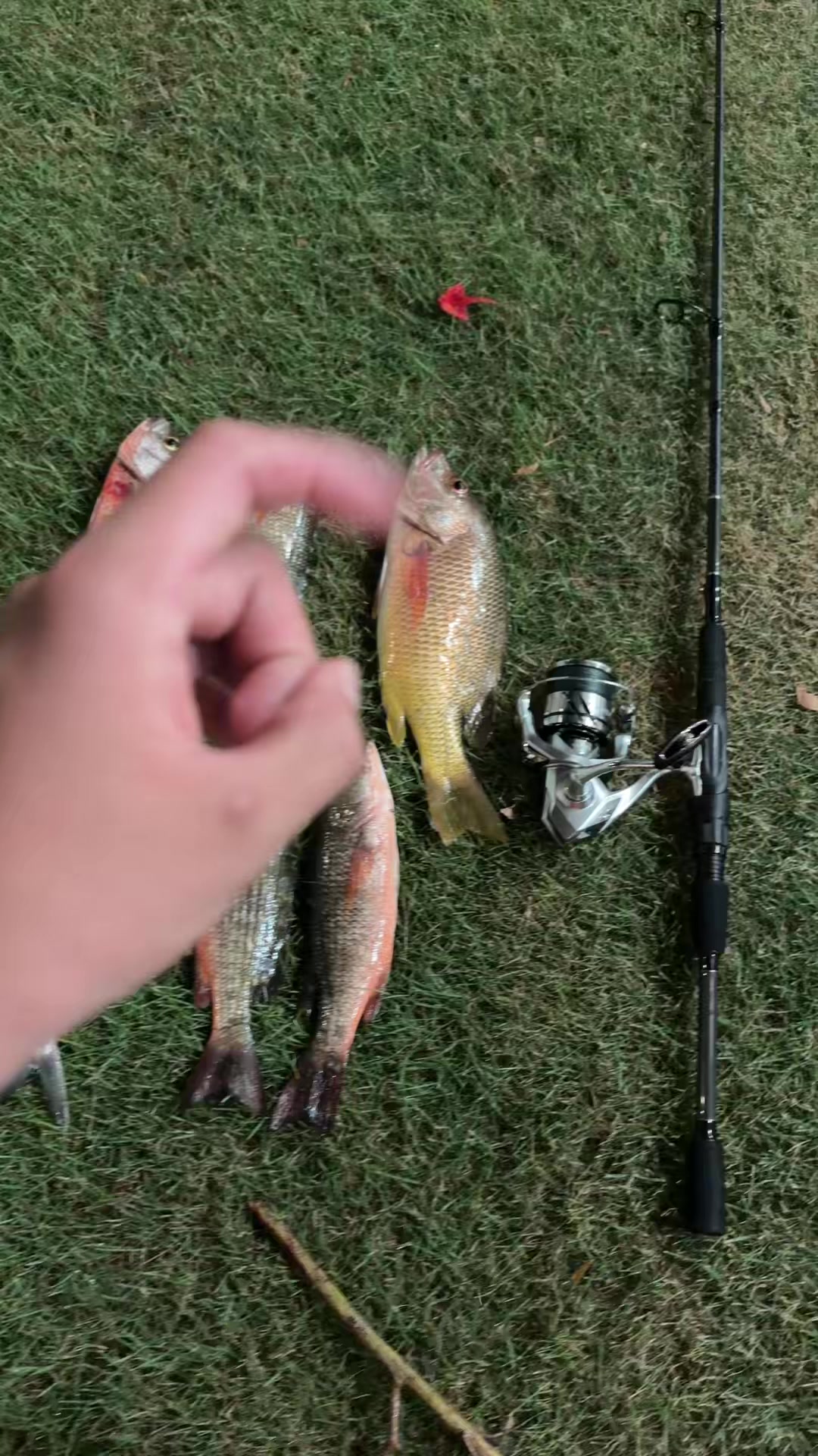 @JoseFishing