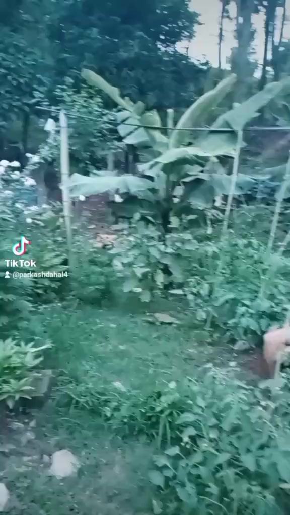 @prakashdahal4533