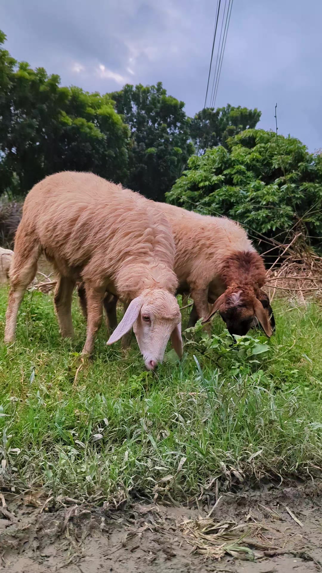 @Tonmoy dairy Farm