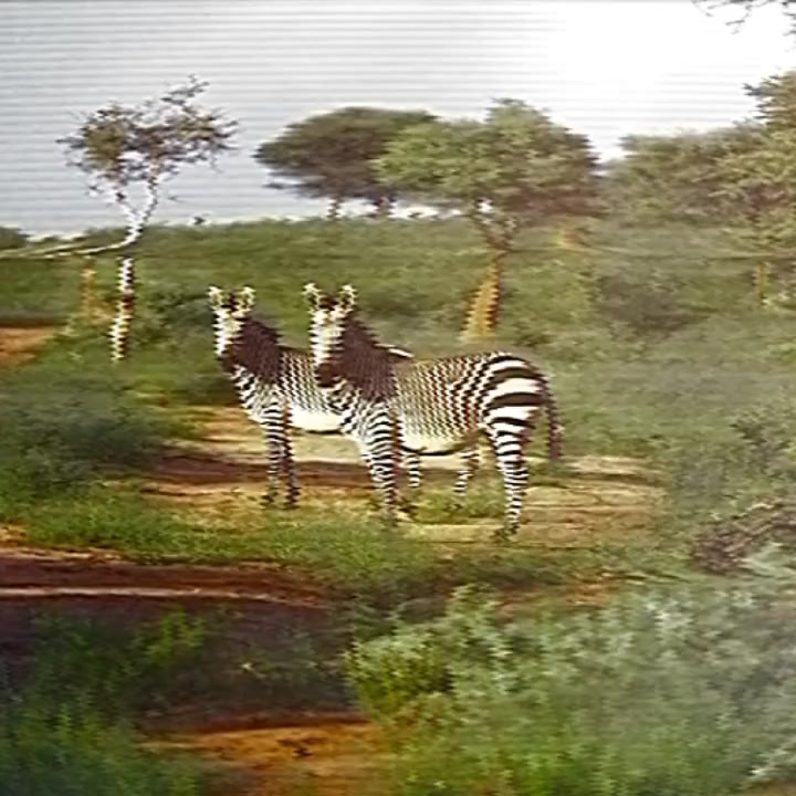 @كوندي || 𝑲𝑶𝑼𝑵𝑫𝑬