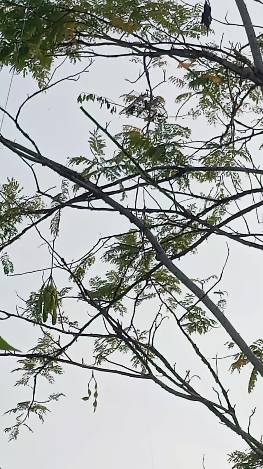 @Srindit kaltara 🦜