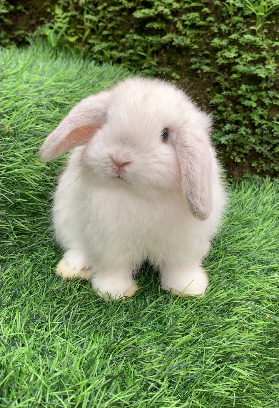 @chedyrabbit.jkt