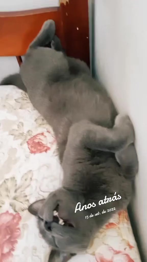 @O GATO ZEZÉ