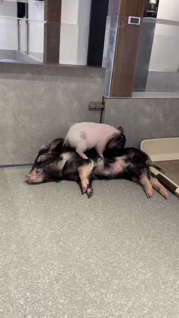 @pignic
