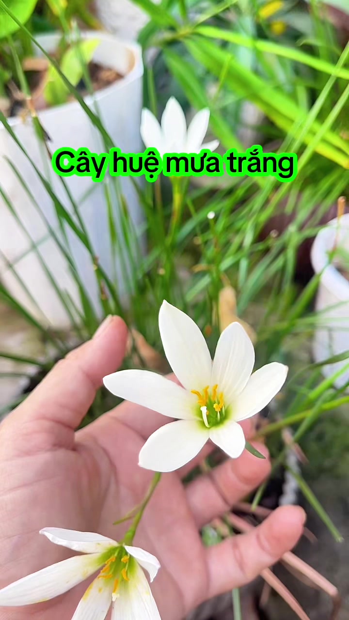 @nguyentuyet_79