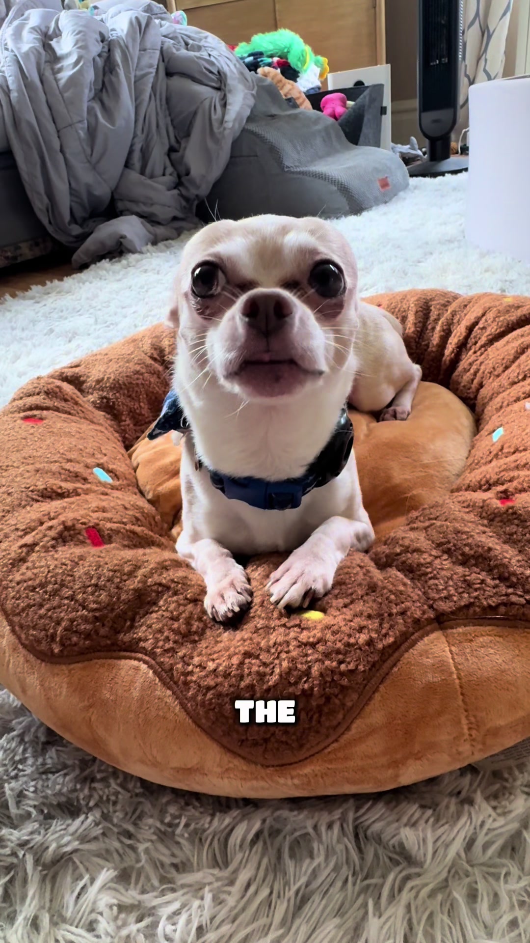 @Frankie the Chihuahua