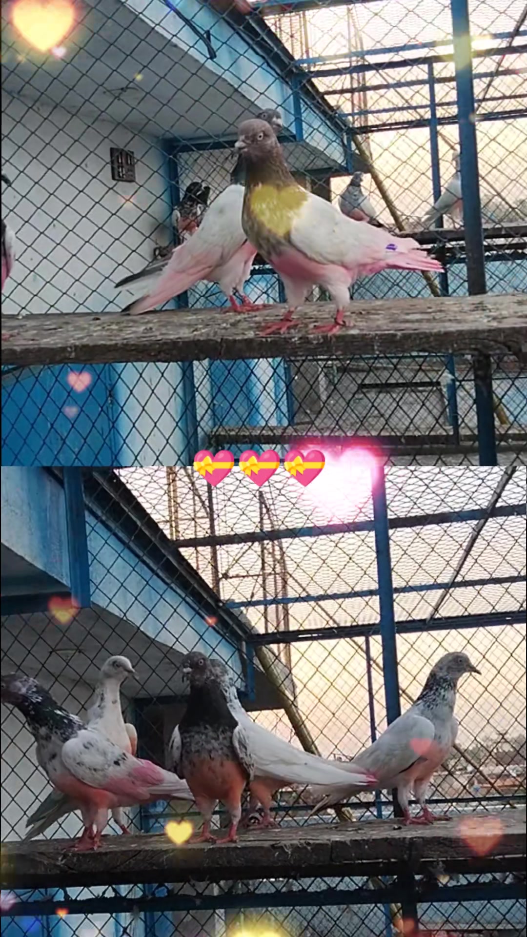 @sunil 👑 Sardar