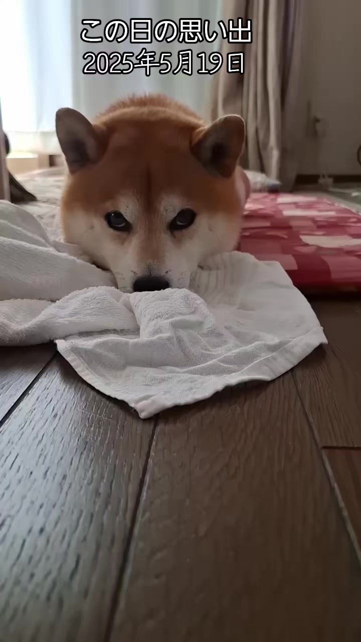 @柴犬リクママ