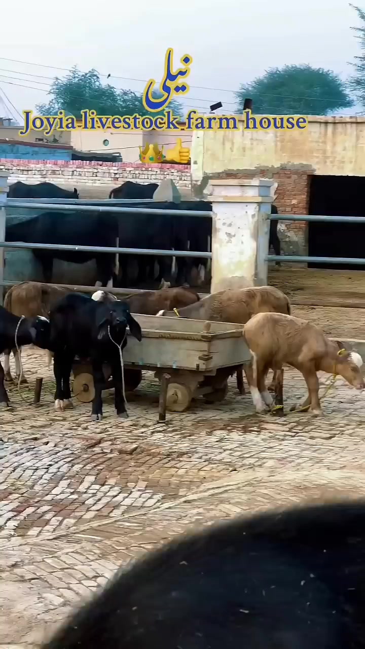 @GUJJAR DAIRY FARM