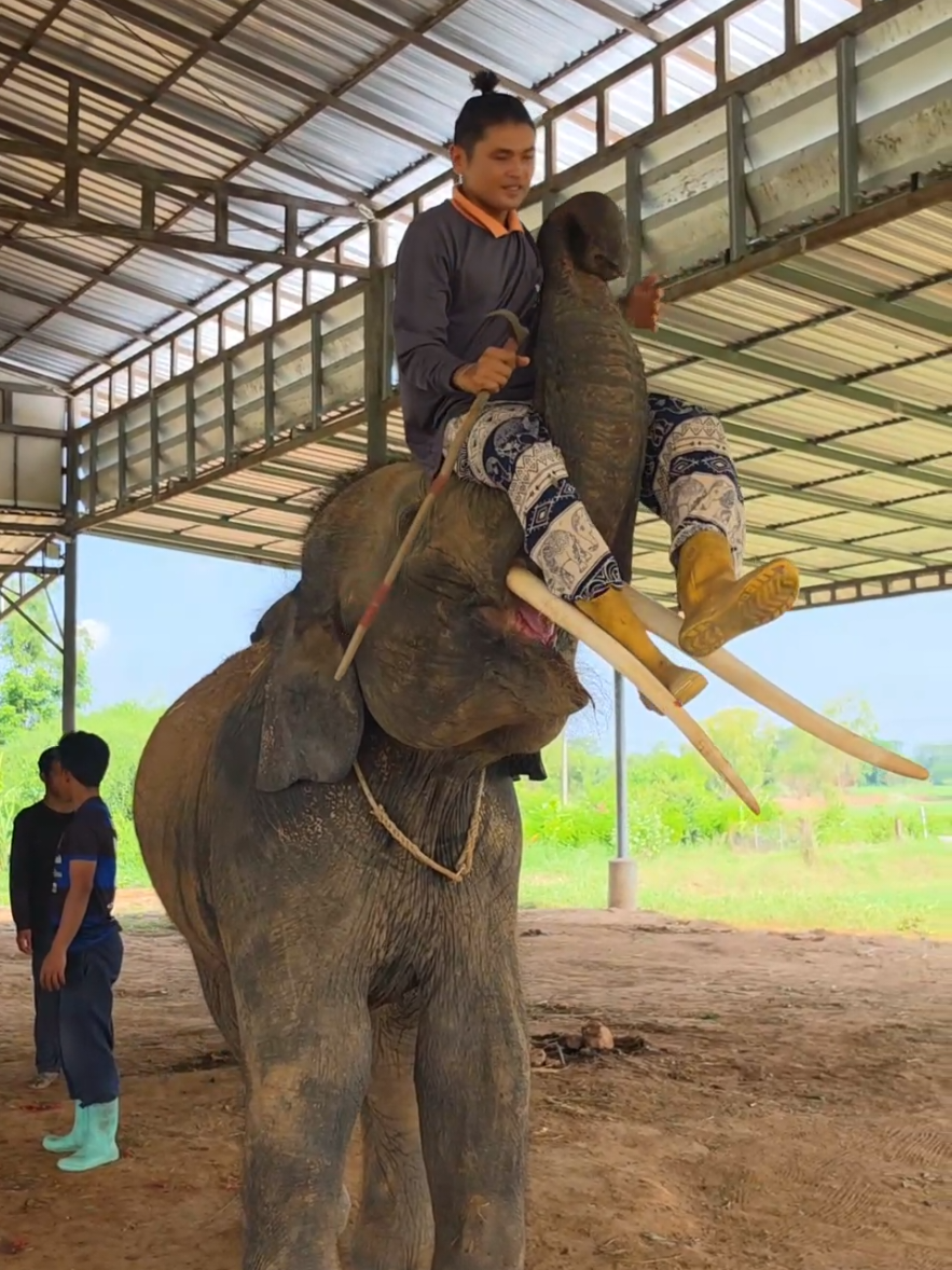 @ควาญช้างสาว"ชาลิดา"
