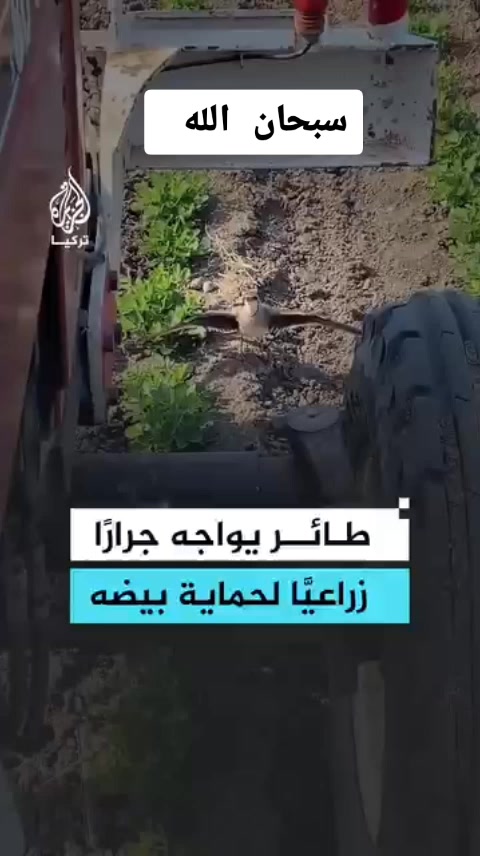 @السعدي