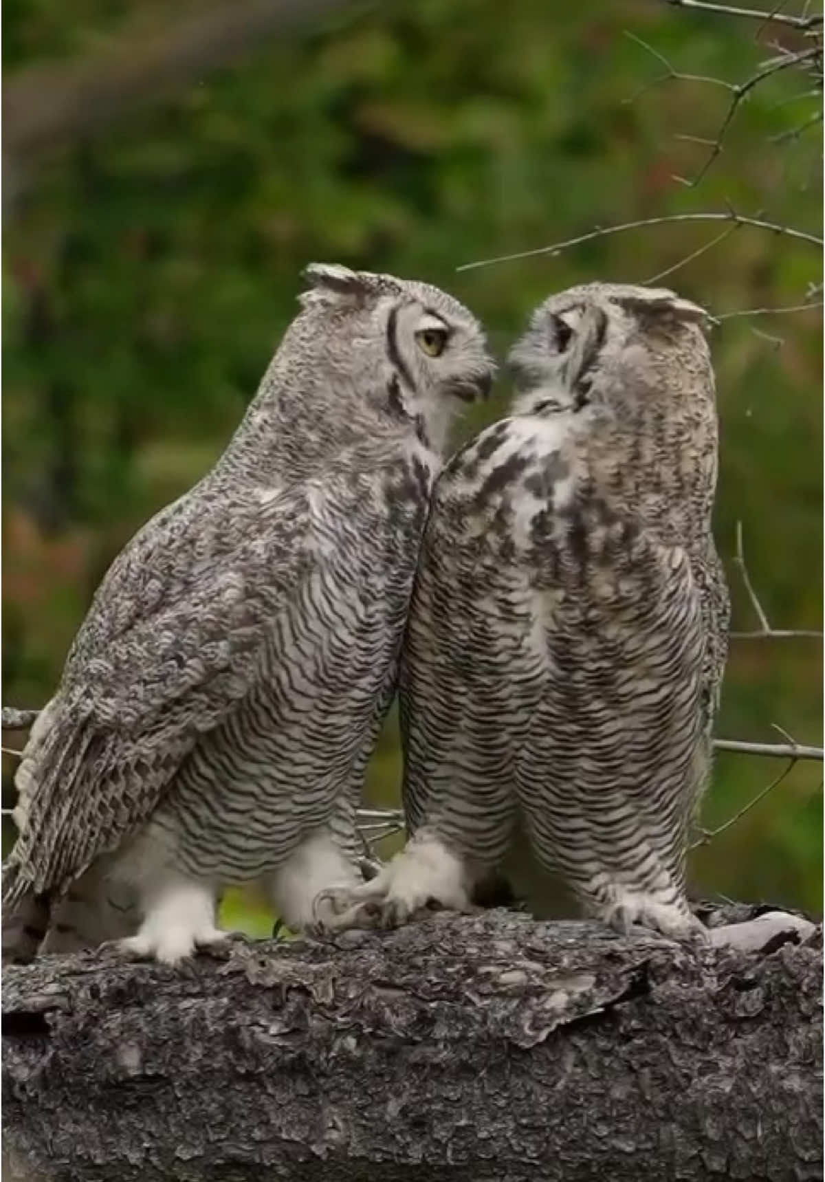 @animalsgonewildd