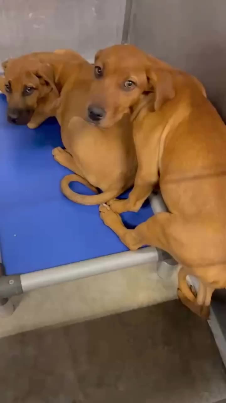 @Cane Corsos