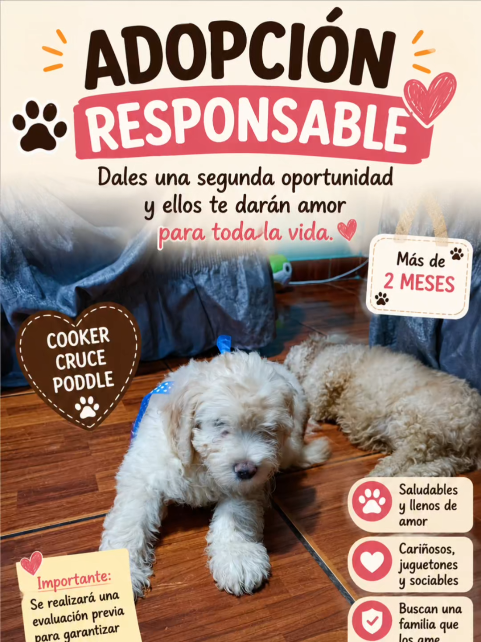 @Perritos Voladores