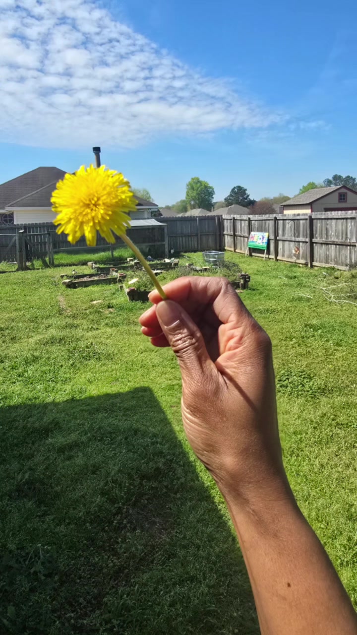 @sun flower 🌻
