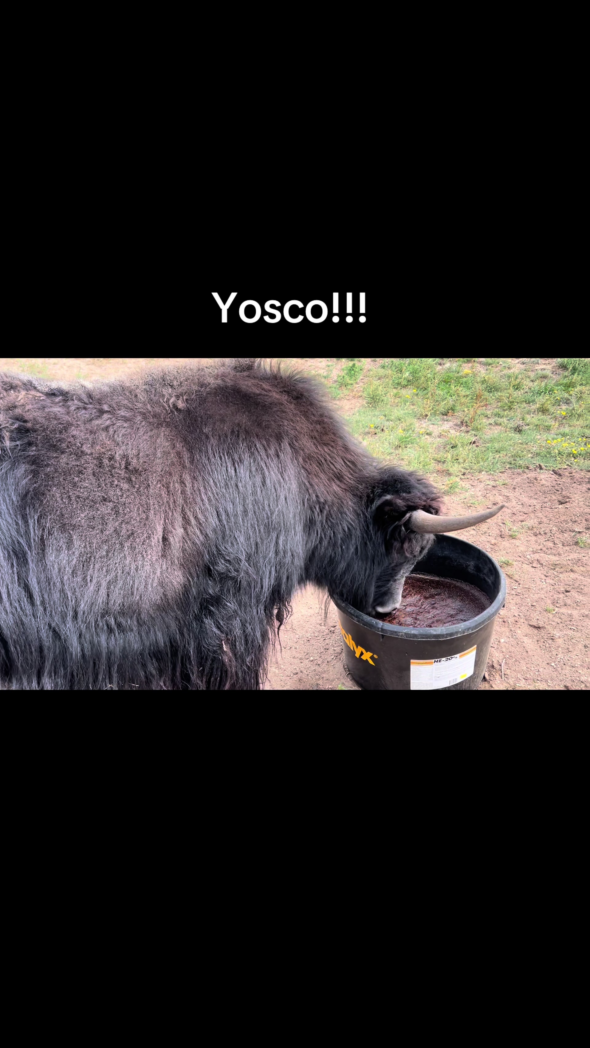 @Yakety Yak Ranch