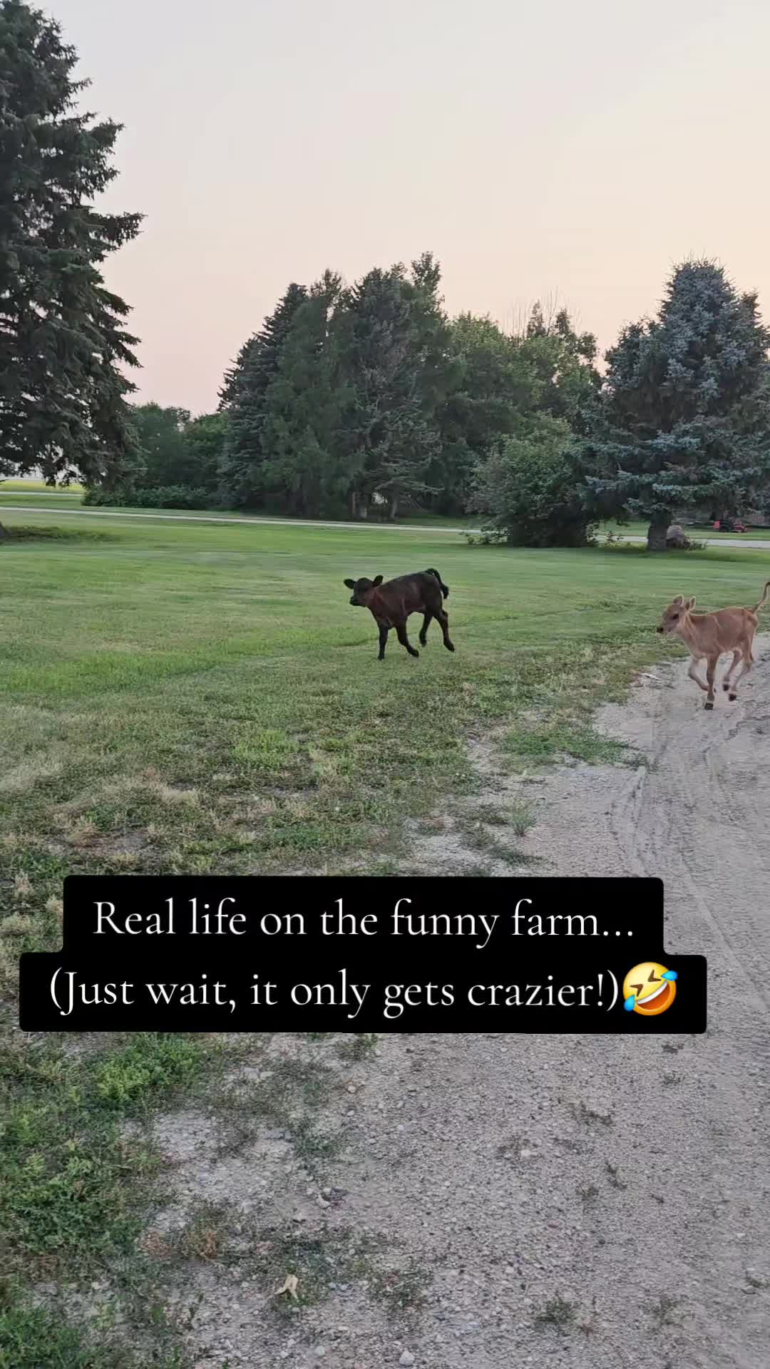 @Dakotafunnyfarm