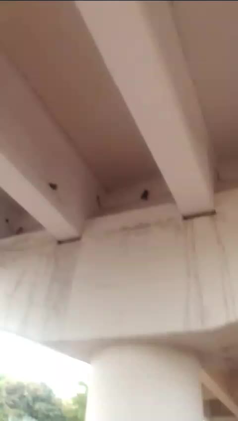 @janogerman