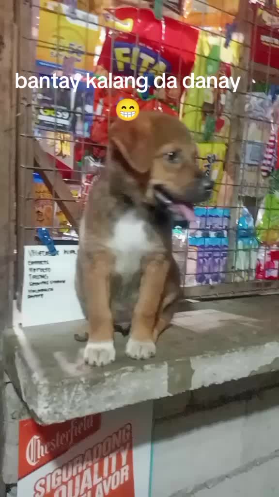 @giebacong