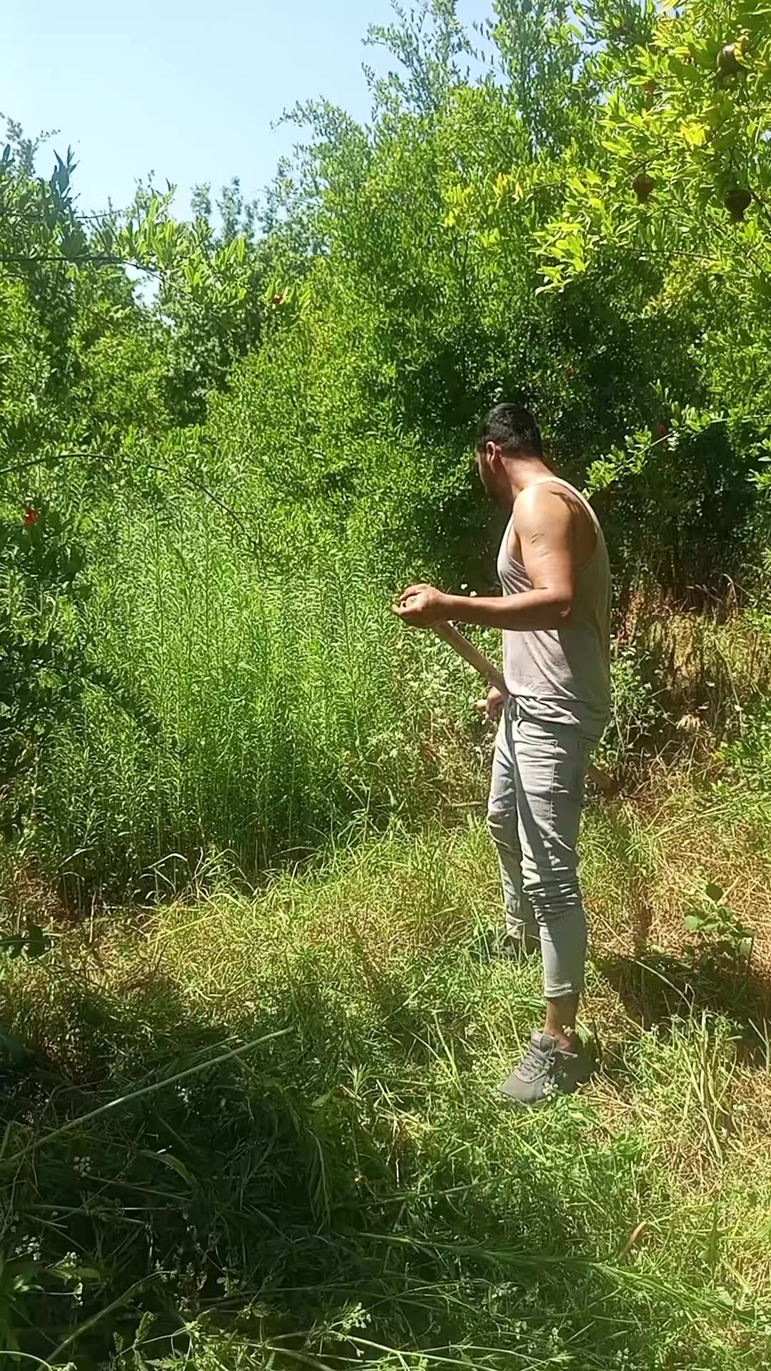 @hebun zınar