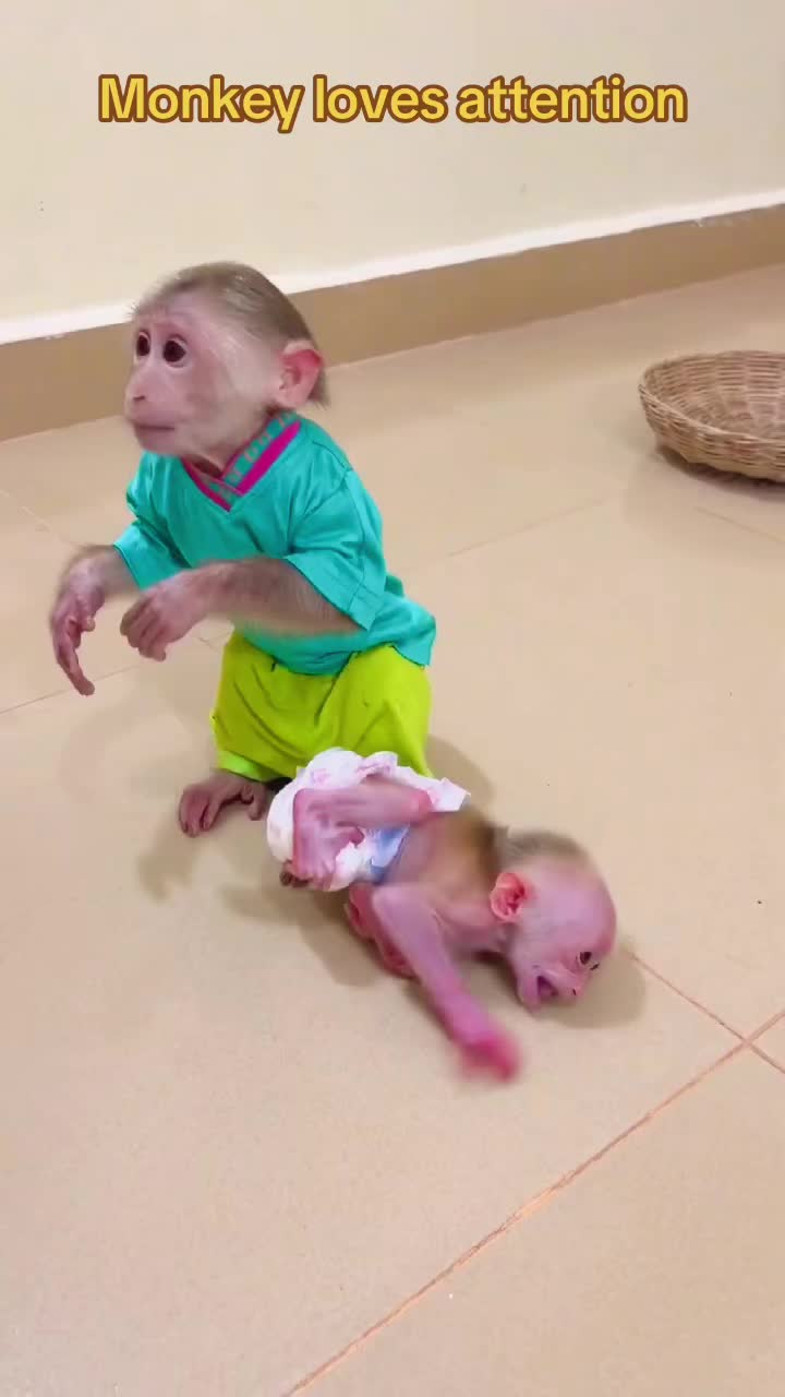 @Baby Monkey Rescue