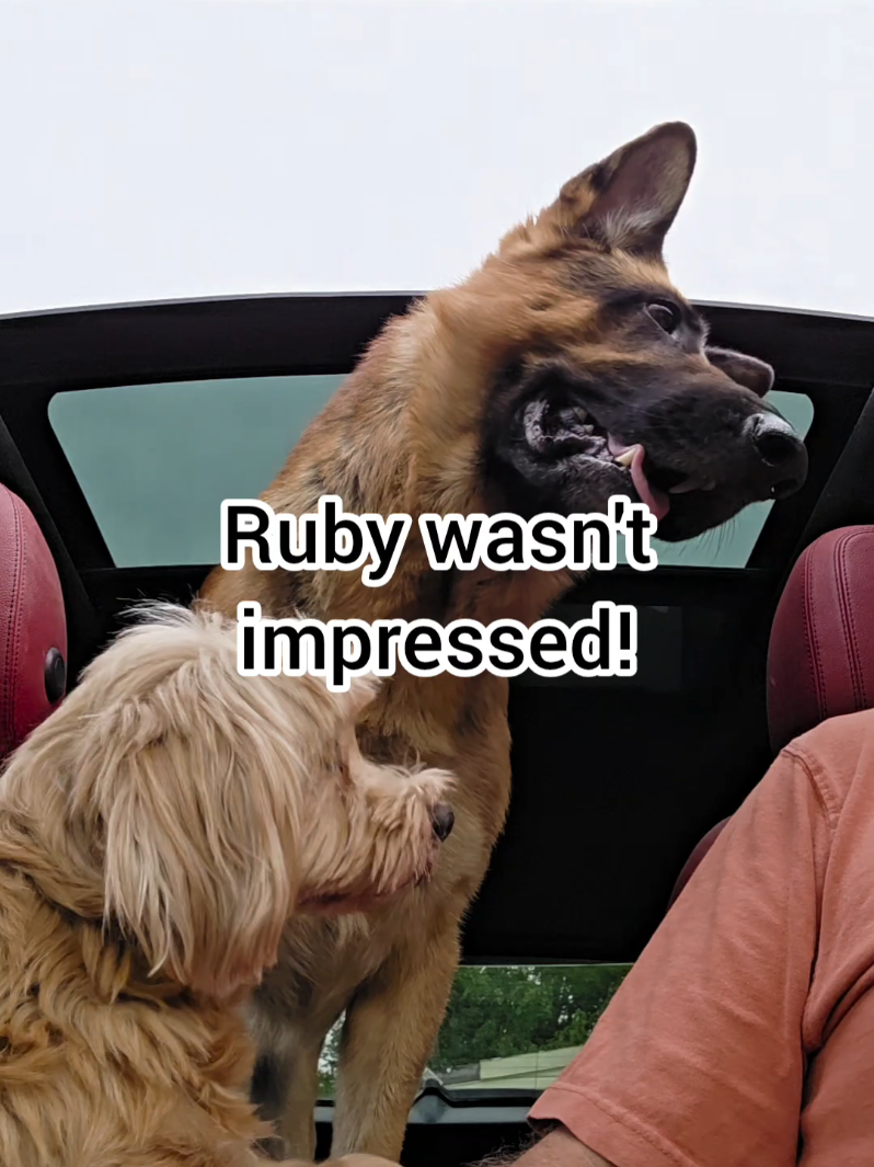 @BuddyandMikes Pal