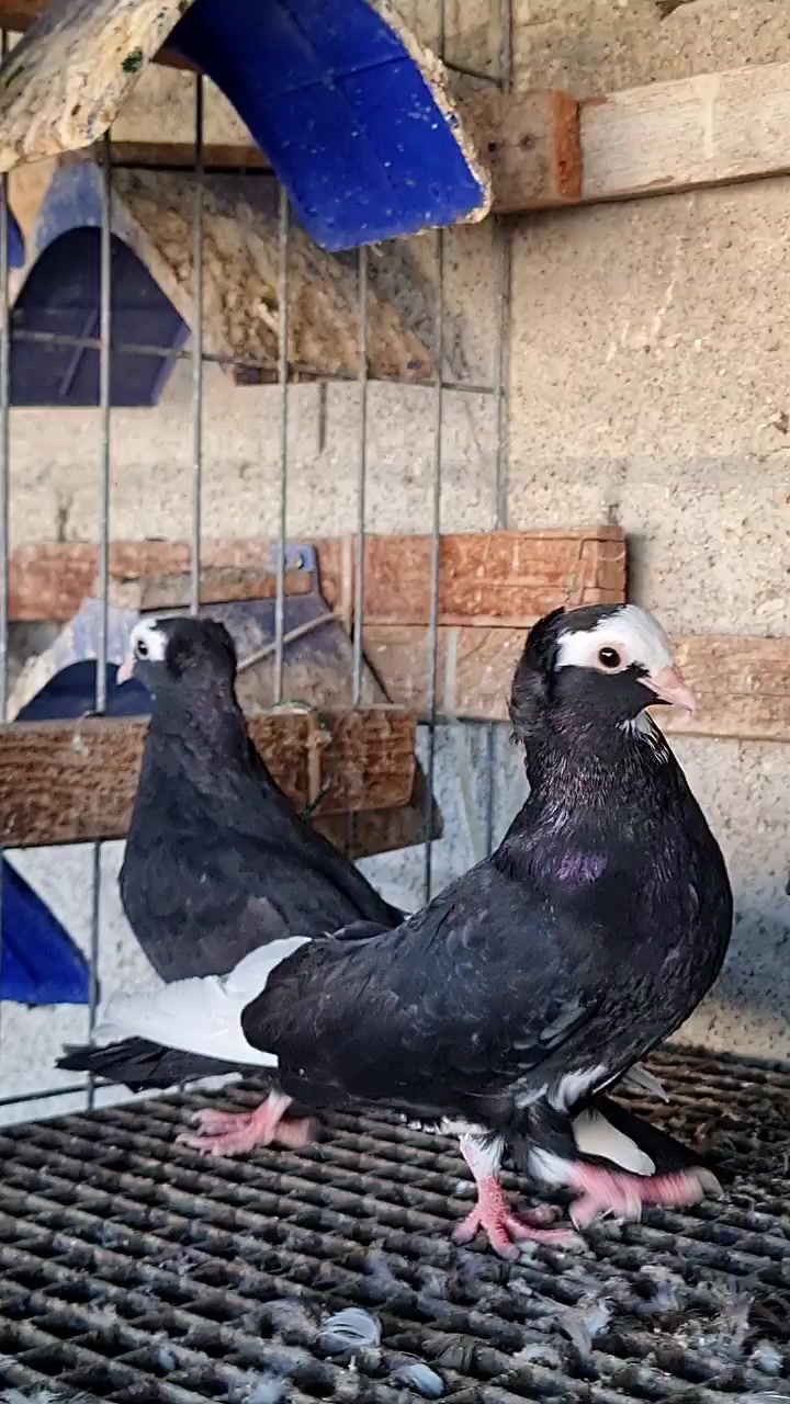 @Pigeons Tv