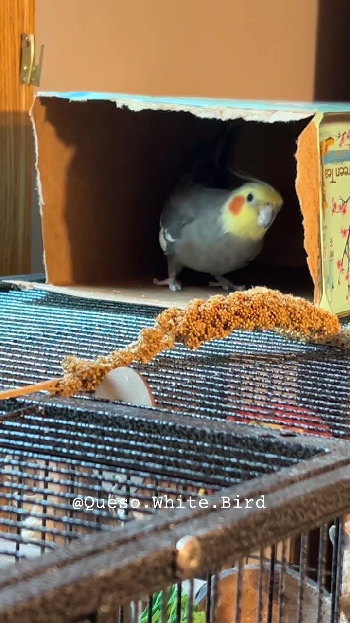 @Queso White Bird 🕊️