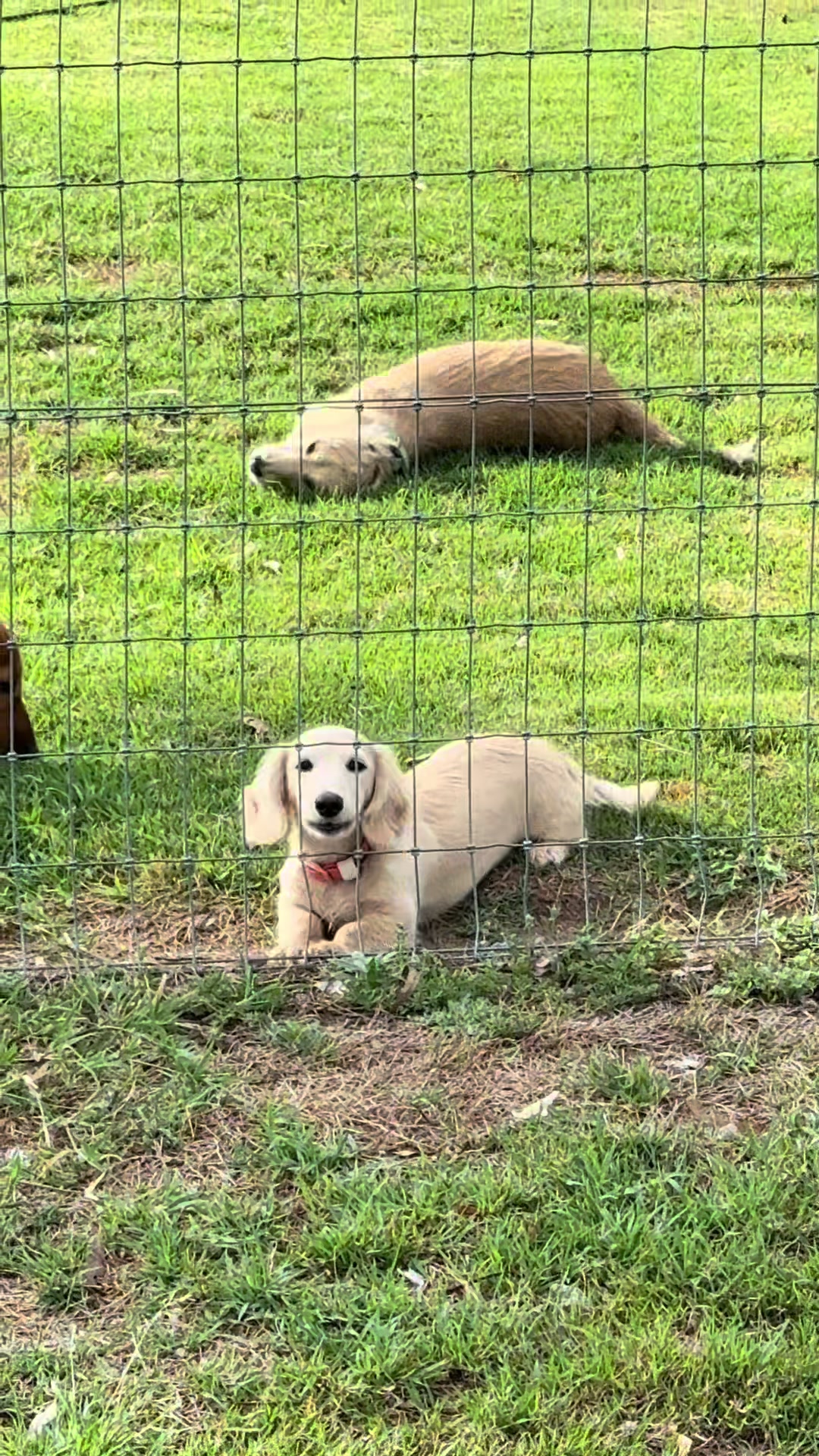 @Dachshund Dynasty