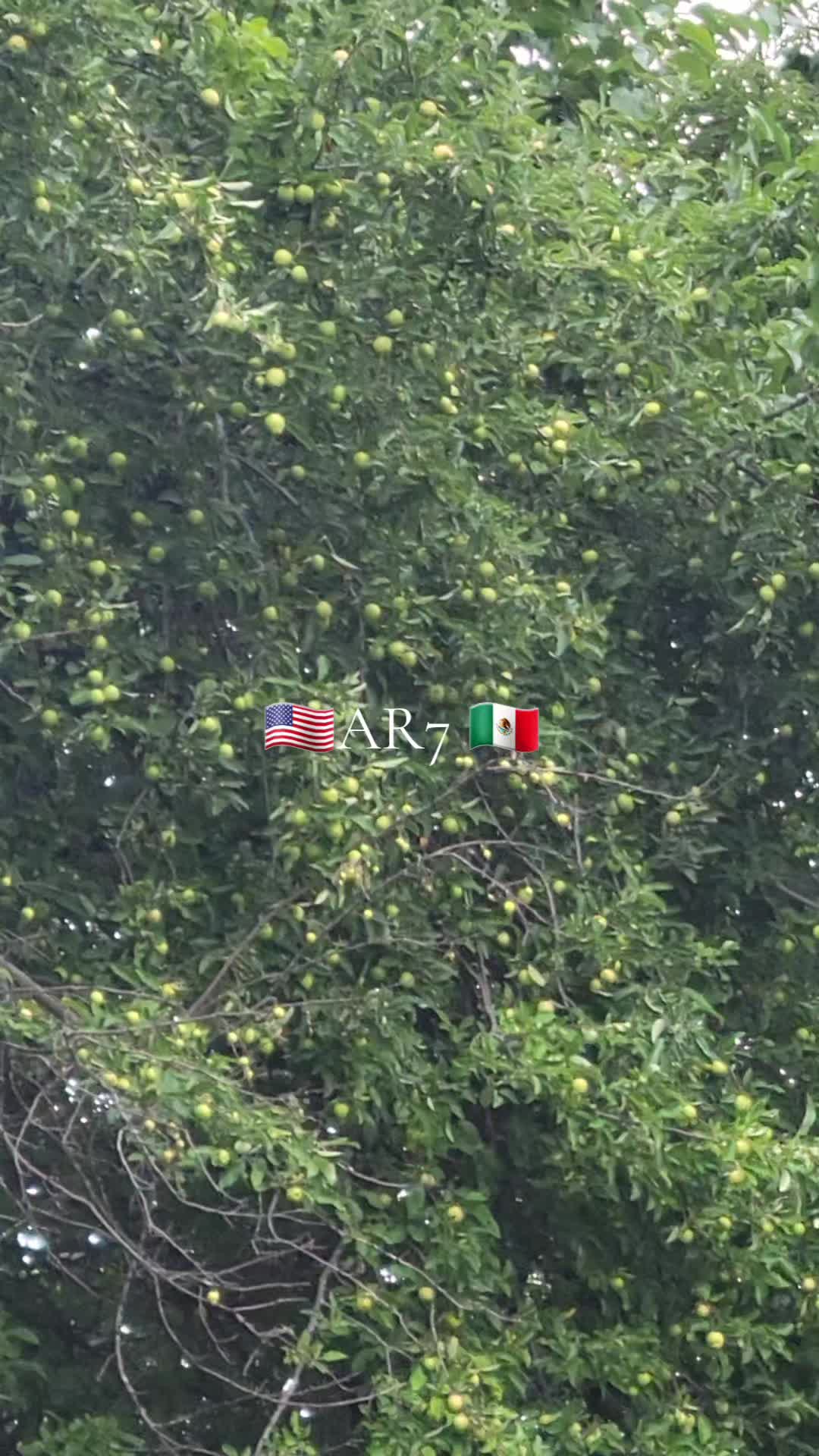 @ABEL ROSAS. AR7