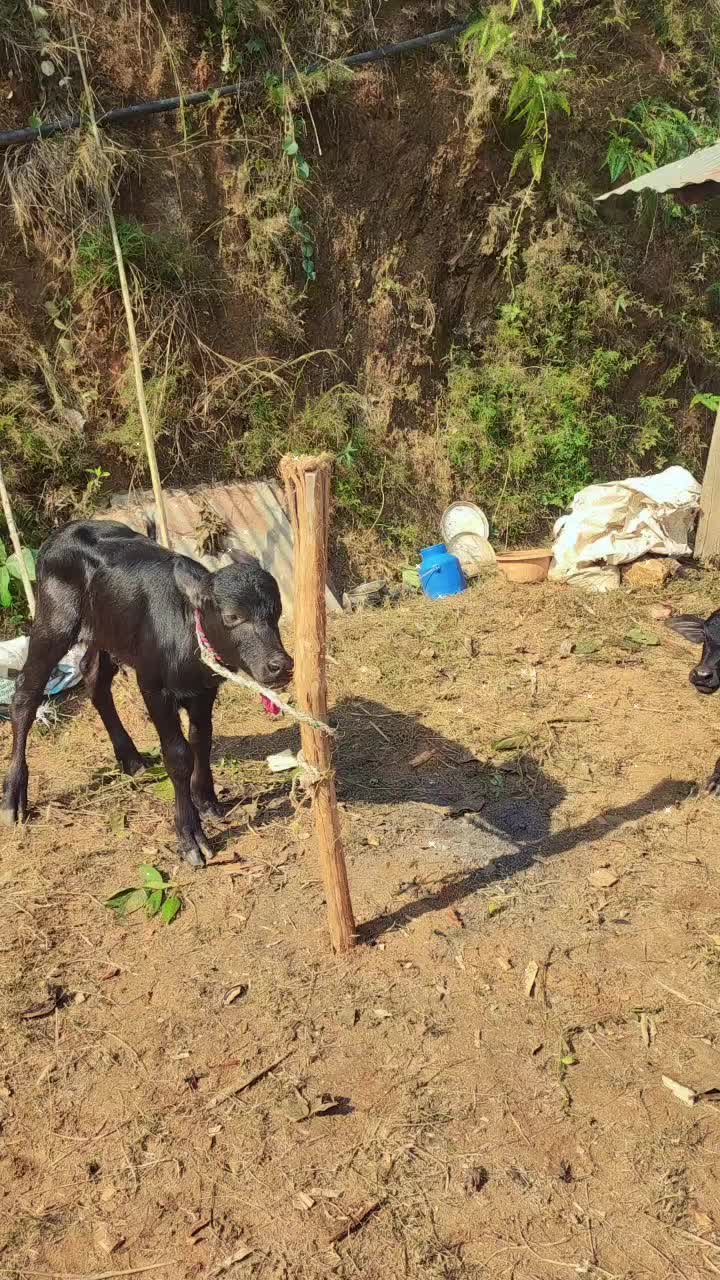 @धनकुमारी अर्याल