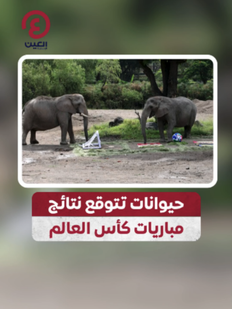 @العين الرياضية