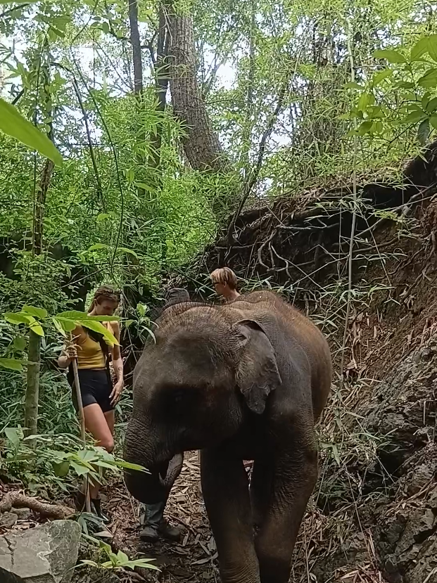@LuangPrabang Elephant New Home