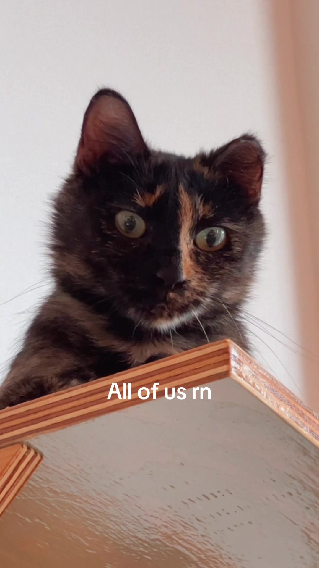 @Catfe