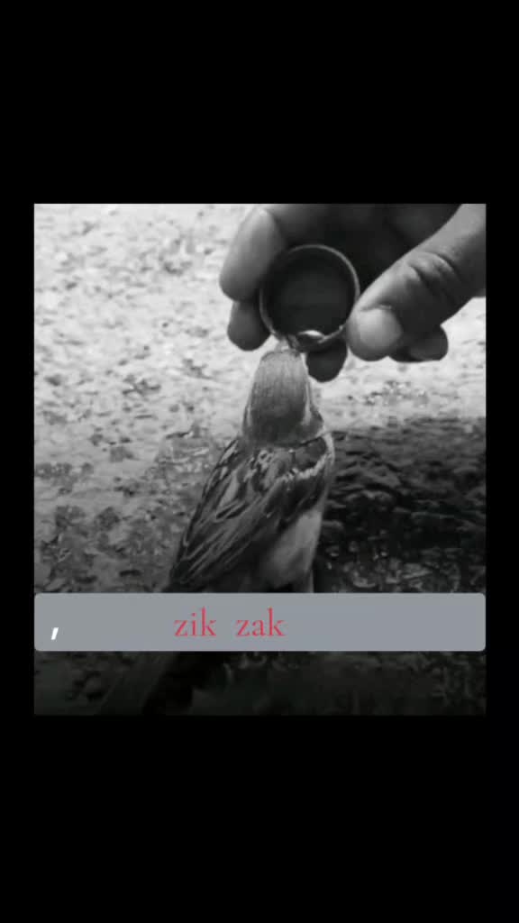@zik zak