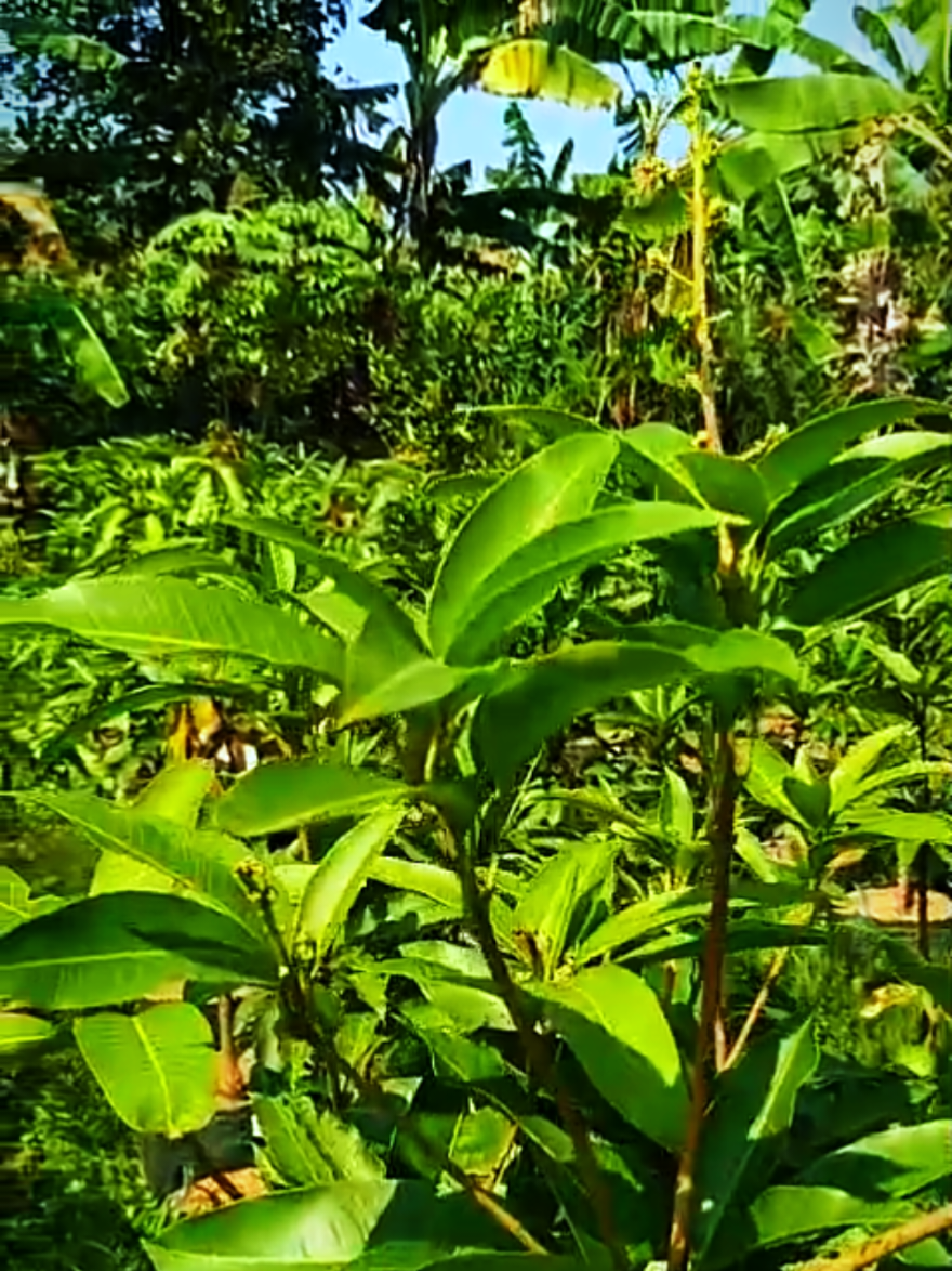 @D.kingfarm