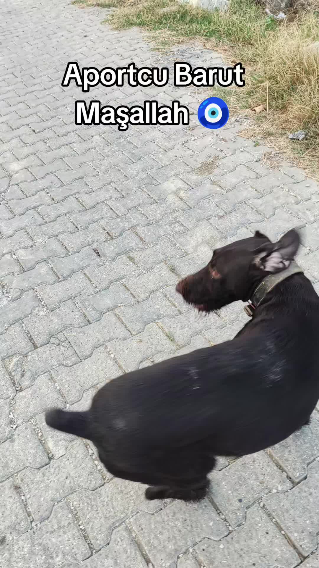 @LEVENT &Ccedil;AKIROĞLU