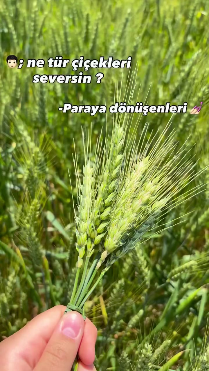 @gozde