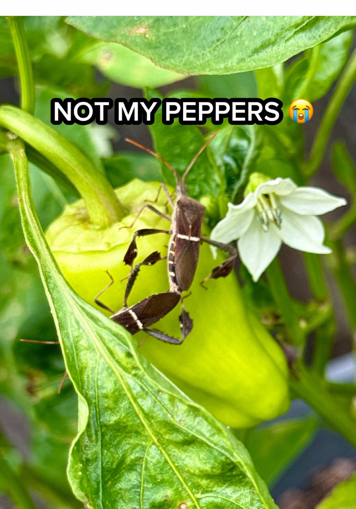 @Sara’s Bites 🌱