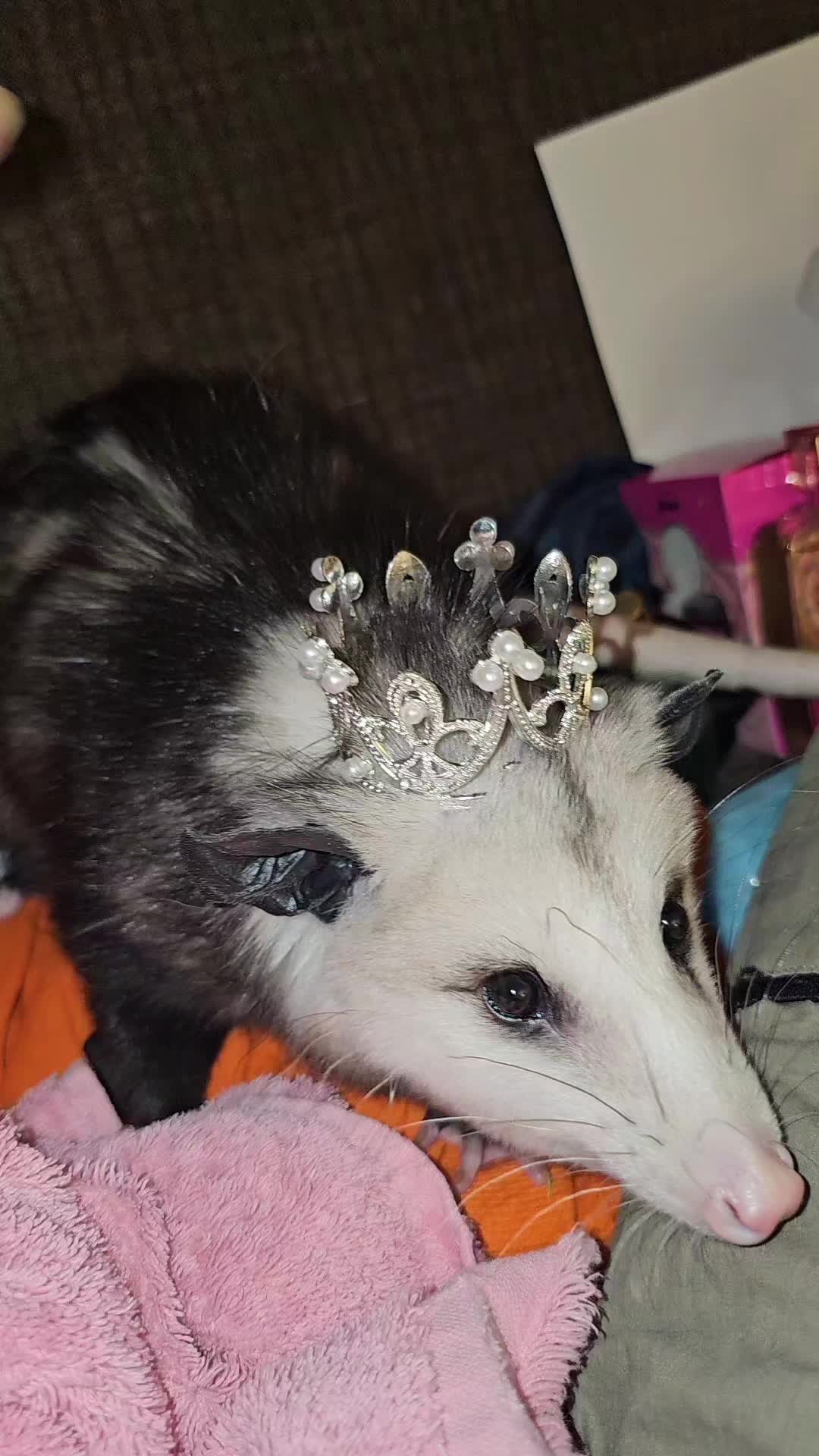 @OPOSSUMDAWGMOM