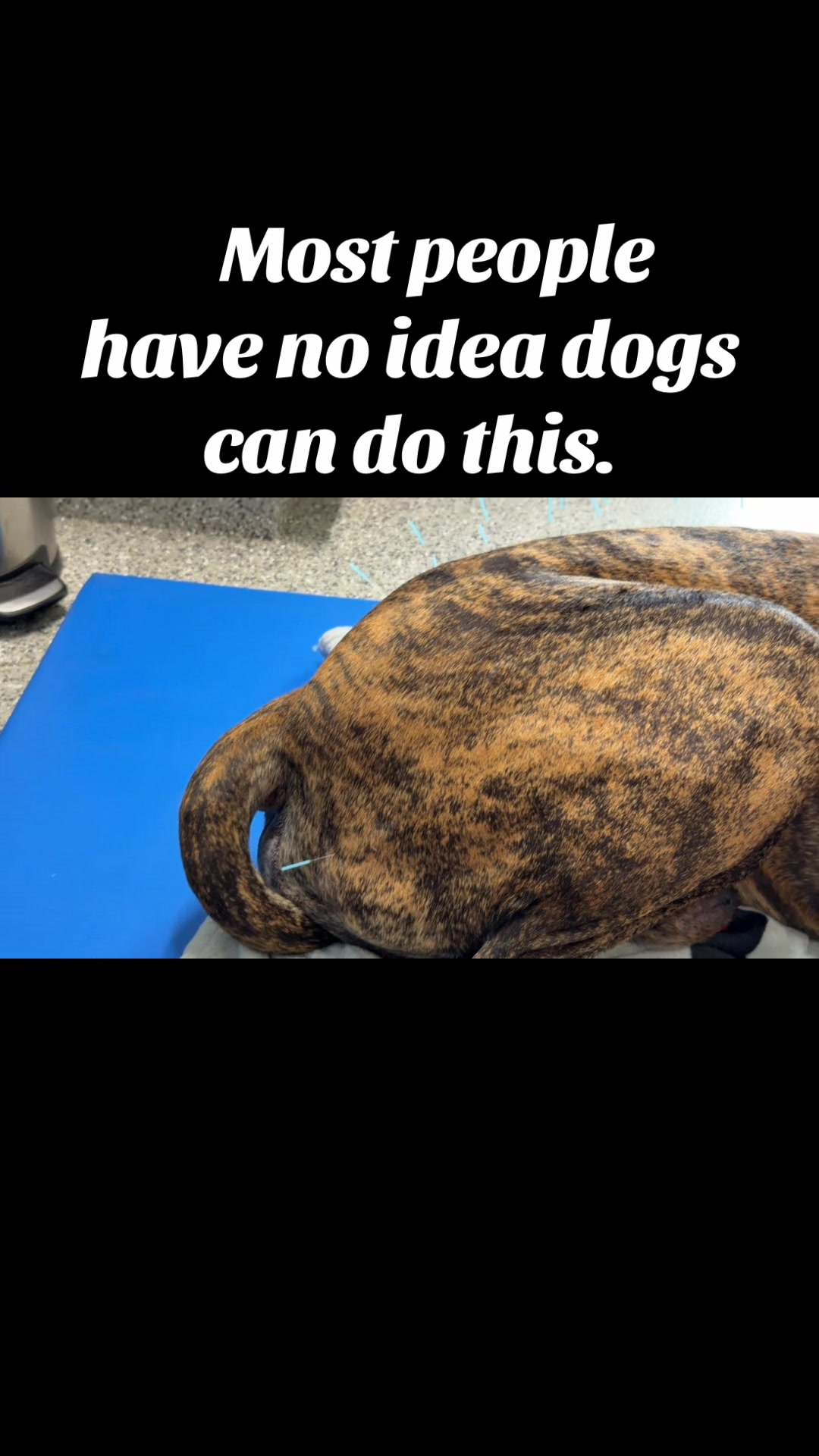 @Anders Bees Knees Great Dane