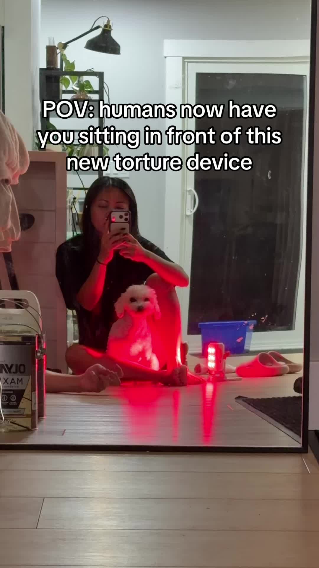 @Spicy The Dog