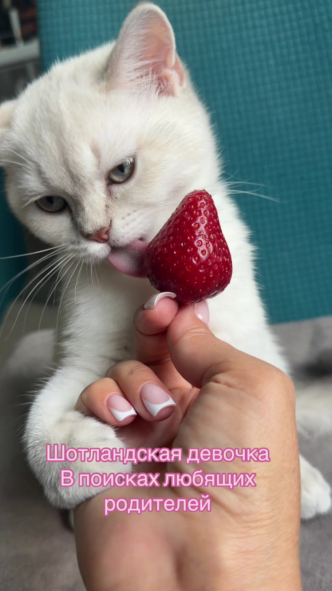 @Cat&Kittens