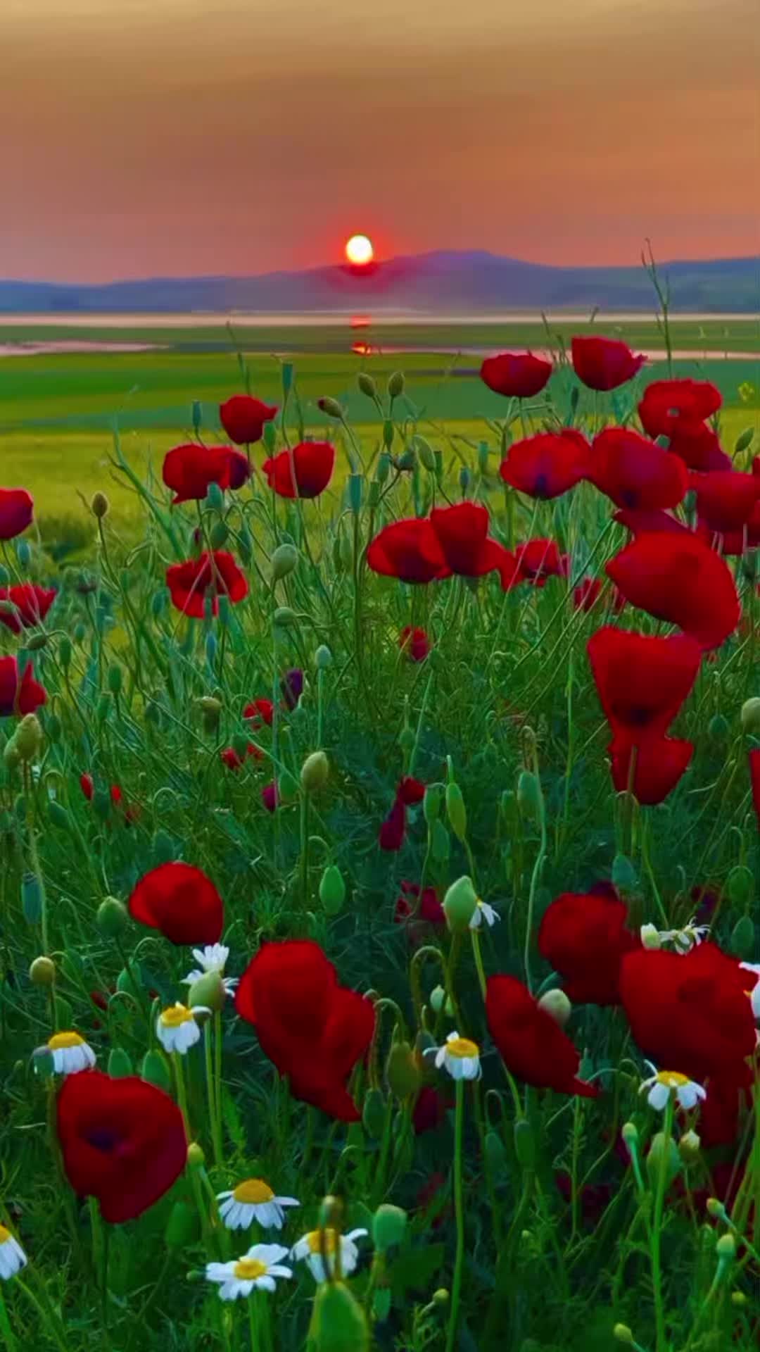 @Kur'an_ayet_hadis_ve_du&acirc;