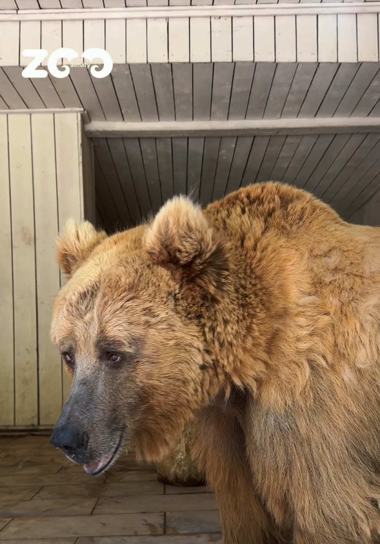 @Алматинский зоопарк