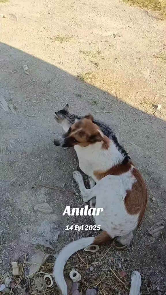 @Raşit