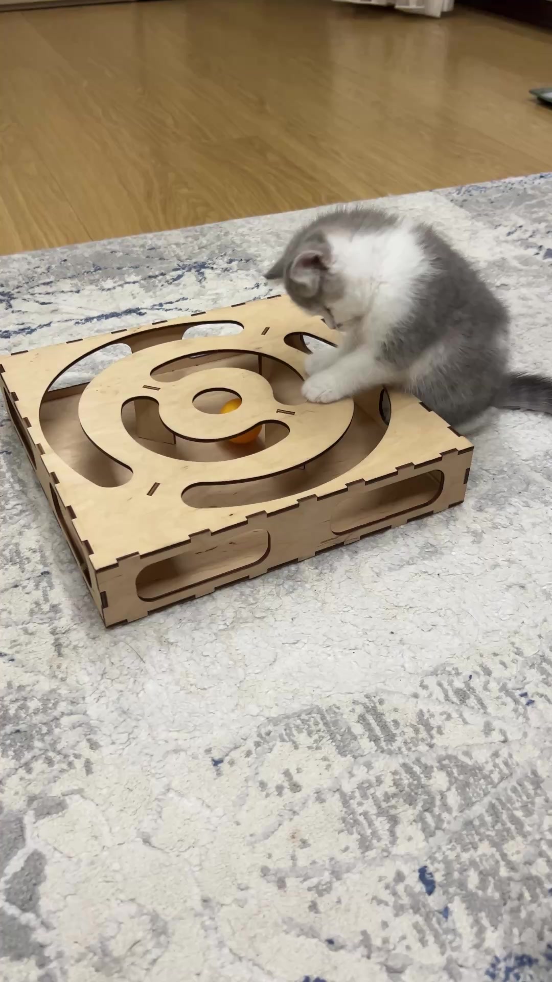 @kittens_uz