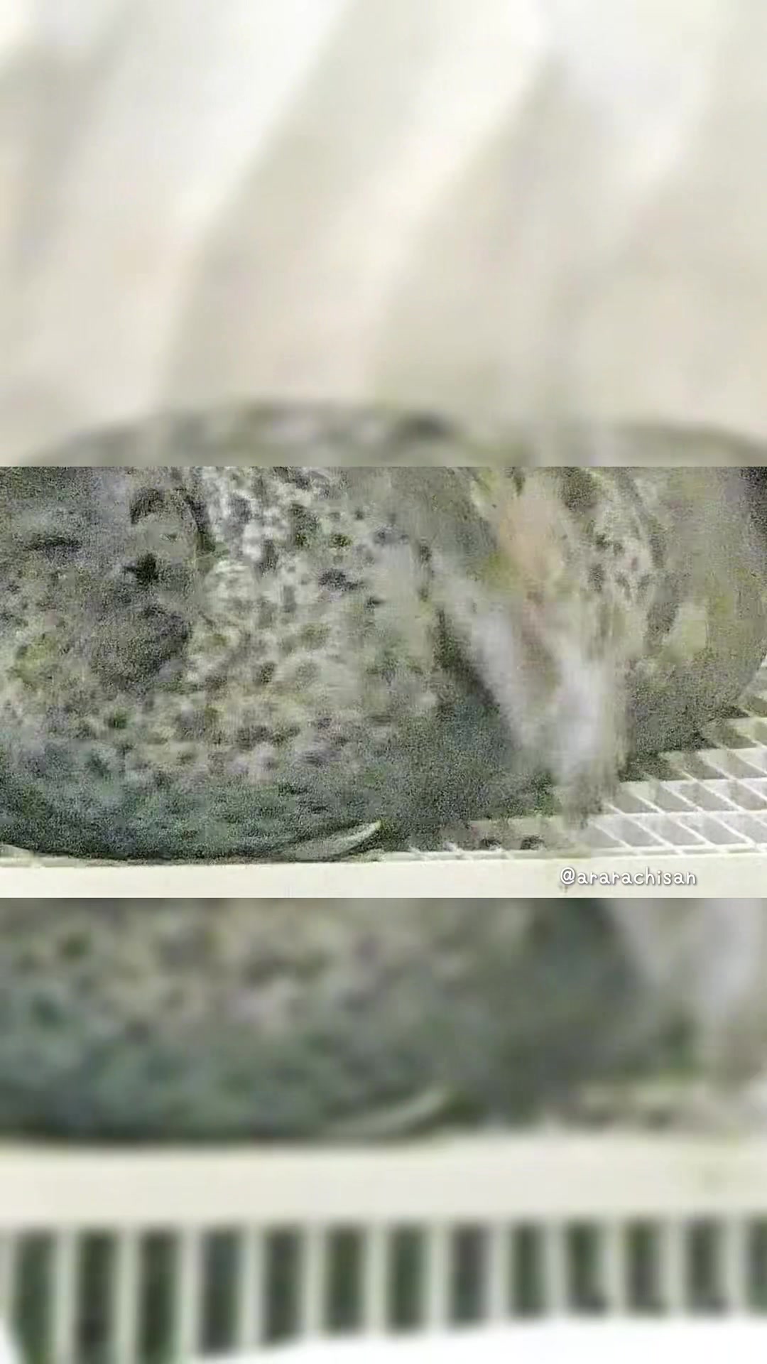 @🦭あららち🦭 | 毎日アザラシ補給